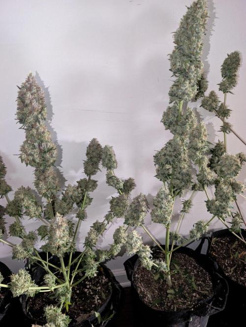 Mango cherry runtz and lemon tree. Week 8
