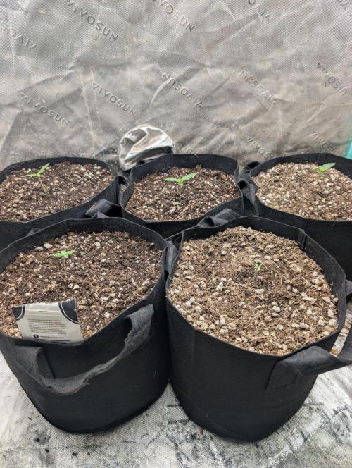Pineapple OG Auto. Week 0