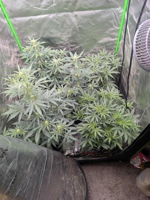 Forbidden Runtz Auto. Week 4