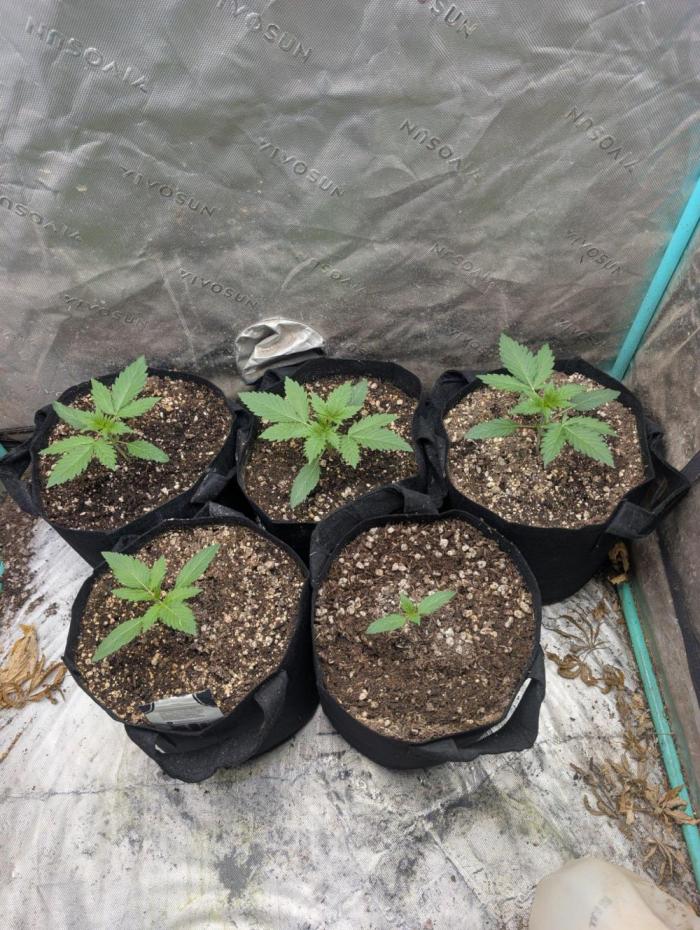 Pineapple Auto. Week 1