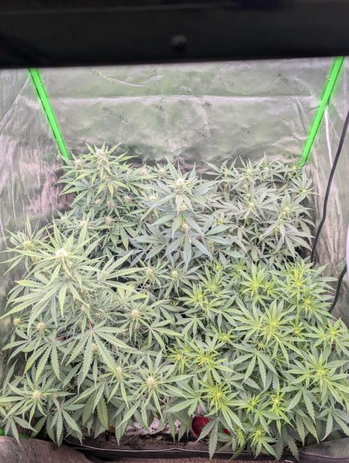 Forbidden Runtz Auto. Week 5