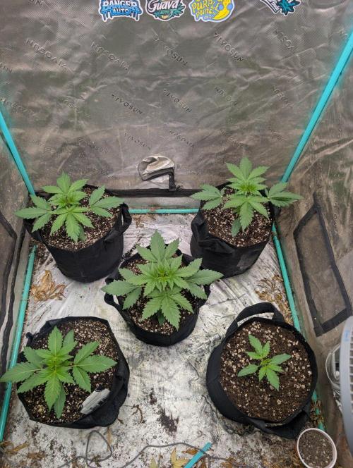 Pineapple OG Auto. Week 2