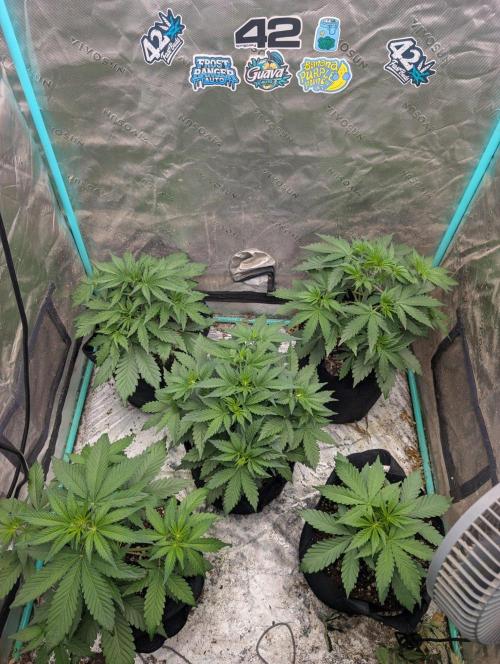 Pineapple OG Auto. Week 3