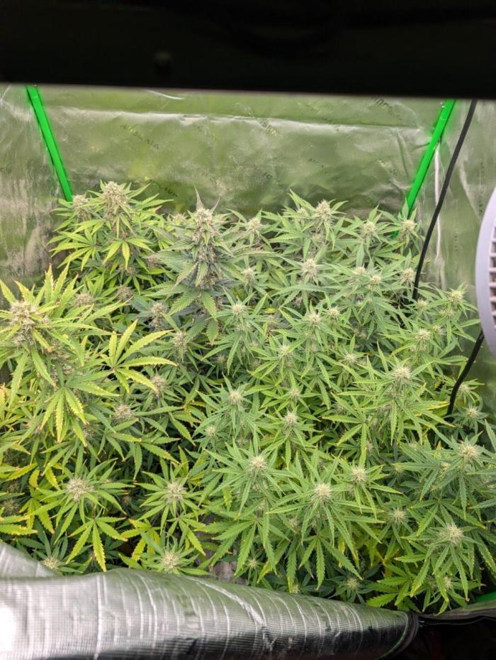 Forbidden runtz. Week 7