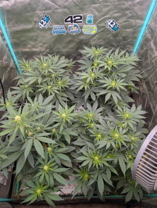Pineapple OG Auto. Week 4
