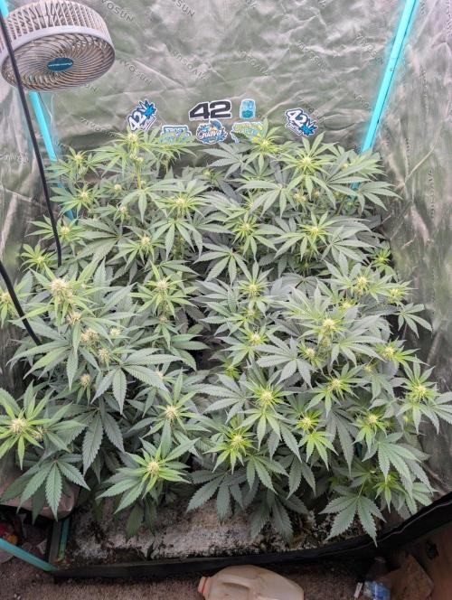 Pineapple OG Auto. Week 5
