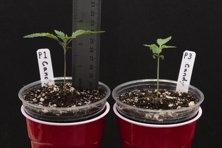 Candyland 2025. Week 1