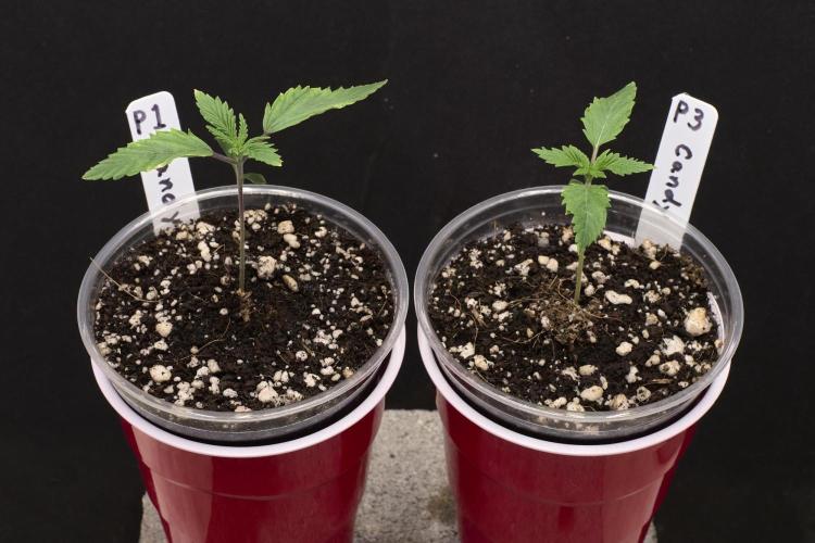 Candyland 2025. Week 1