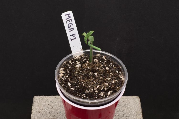 Seedsman Mega Mix Fast 2025. Week 0