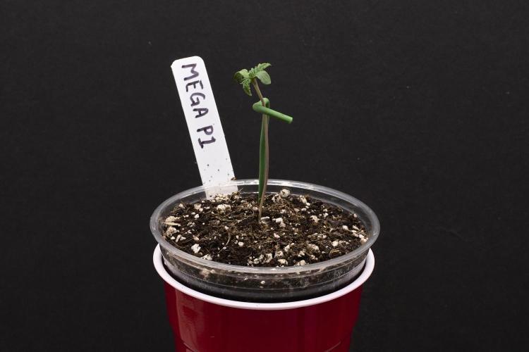 Seedsman Mega Mix Fast 2025. Week 0