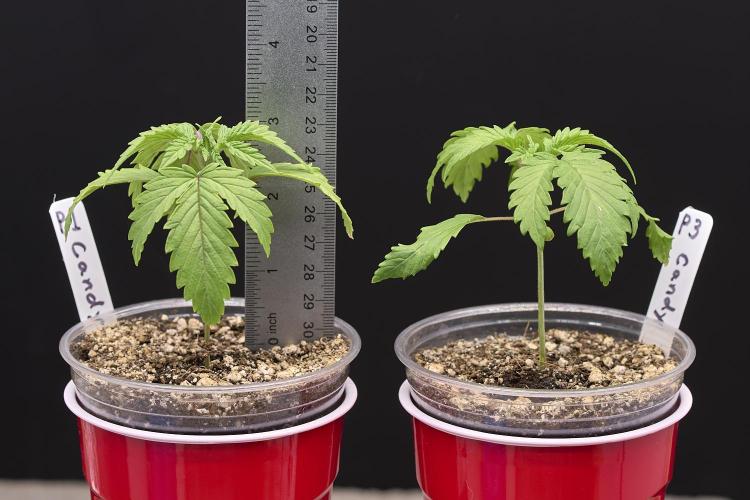 Candyland 2025. Week 2 - Candyland seedlings 