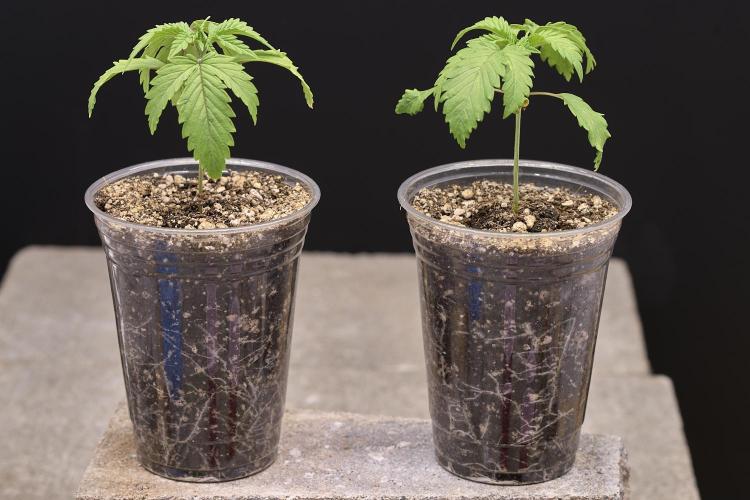 Candyland 2025. Week 2 - Root System starting to look good. About ready for transplant