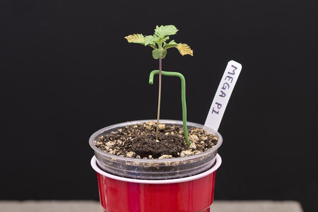 Seedsman Mega Mix Fast 2025. Week 1 - Had a humidity issue, but bouncing back