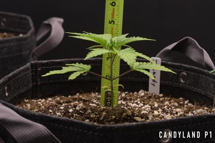 Candyland 2025. Week 3 - Herbies Candyland P1