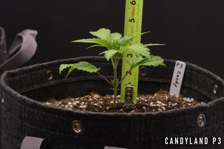 Candyland 2025. Week 3 - Herbies Candyland P3