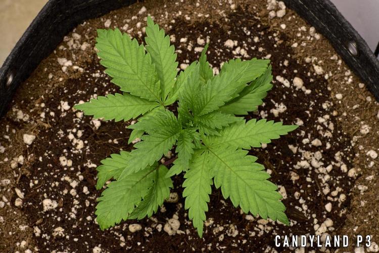 Candyland 2025. Week 3 - Herbies Candyland P3