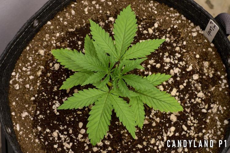 Candyland 2025. Week 3 - Herbies Candyland P1