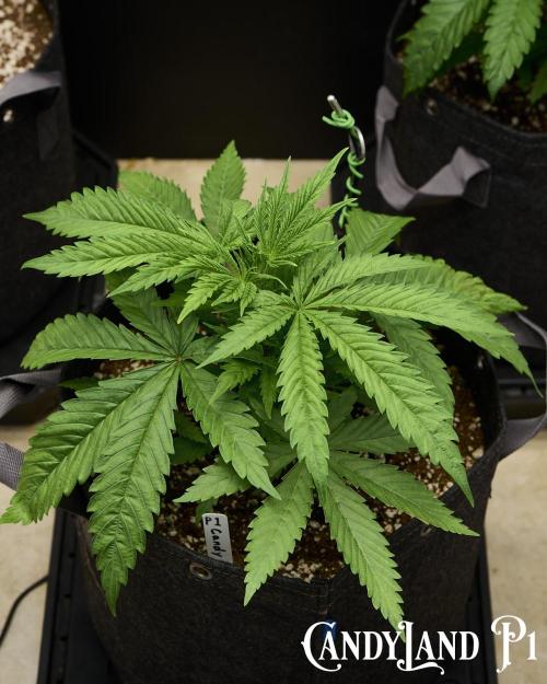 Candyland 2025. Week 4 - CandyLand Pheno 1