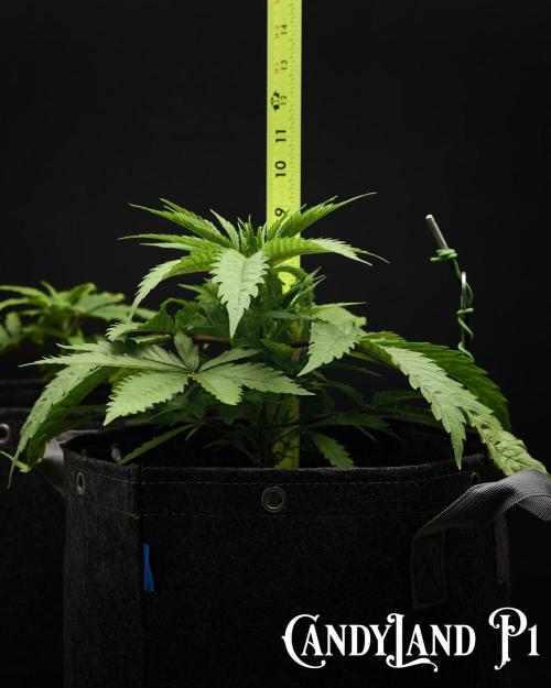 Candyland 2025. Week 4 - CandyLand Pheno 1