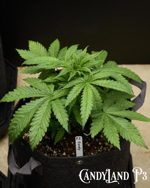 Candyland 2025. Week 4 - CandyLand Pheno 3