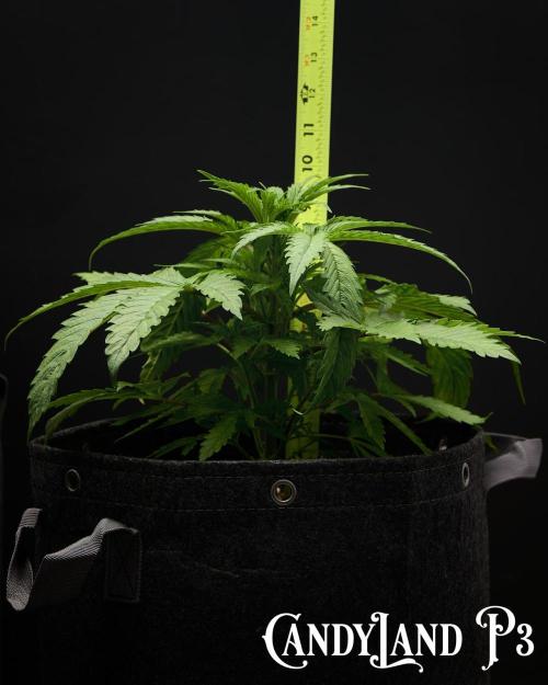 Candyland 2025. Week 4 - CandyLand Pheno 3