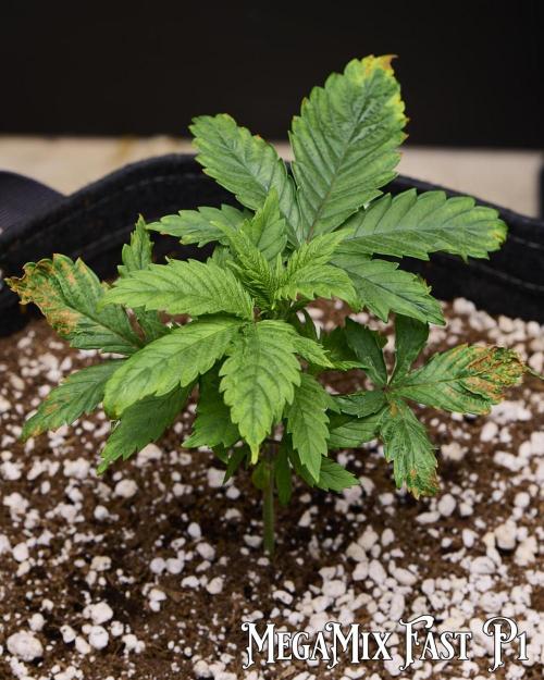 Seedsman Mega Mix Fast 2025. Week 2 - Seedsman Mega Mix Fast Pheno 1