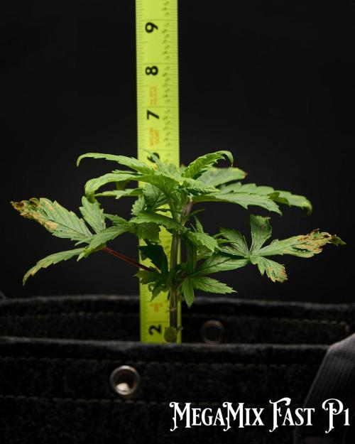 Seedsman Mega Mix Fast 2025. Week 2 - Seedsman Mega Mix Fast Pheno 1