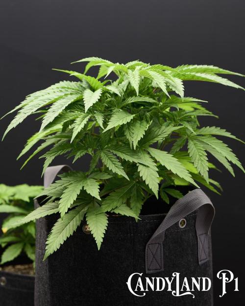 Candyland 2025. Week 5 - Candyland
Herbies USA Express