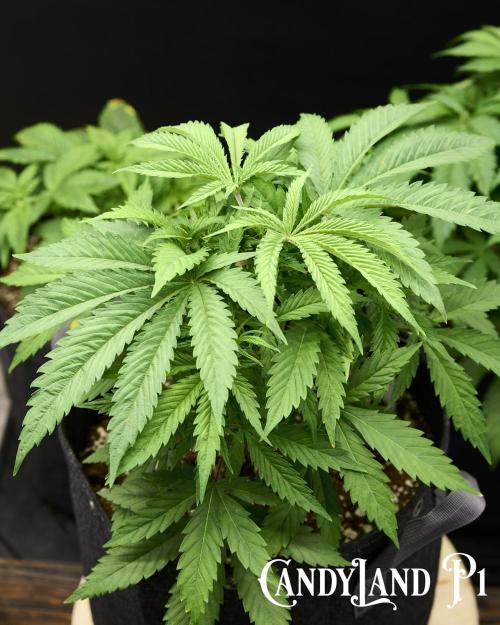 Candyland 2025. Week 5 - Candyland
Herbies USA Express