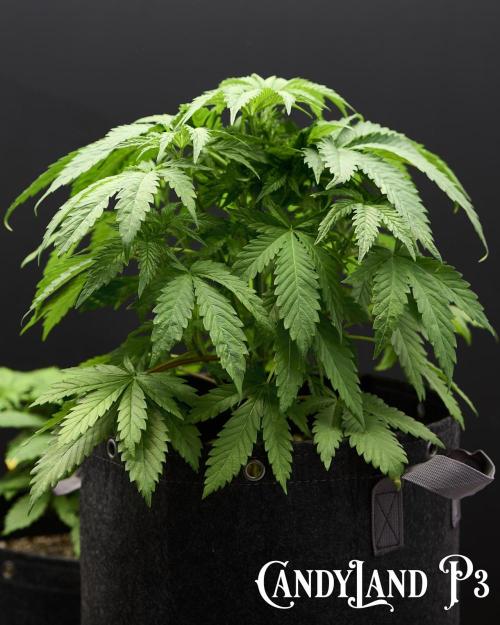 Candyland 2025. Week 5 - Candyland
Herbies USA Express