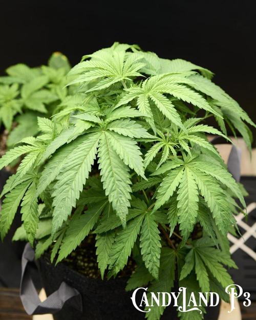 Candyland 2025. Week 5 - Candyland
Herbies USA Express