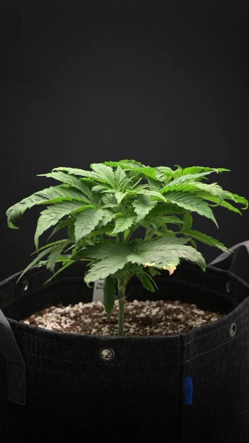 Seedsman Mega Mix Fast 2025