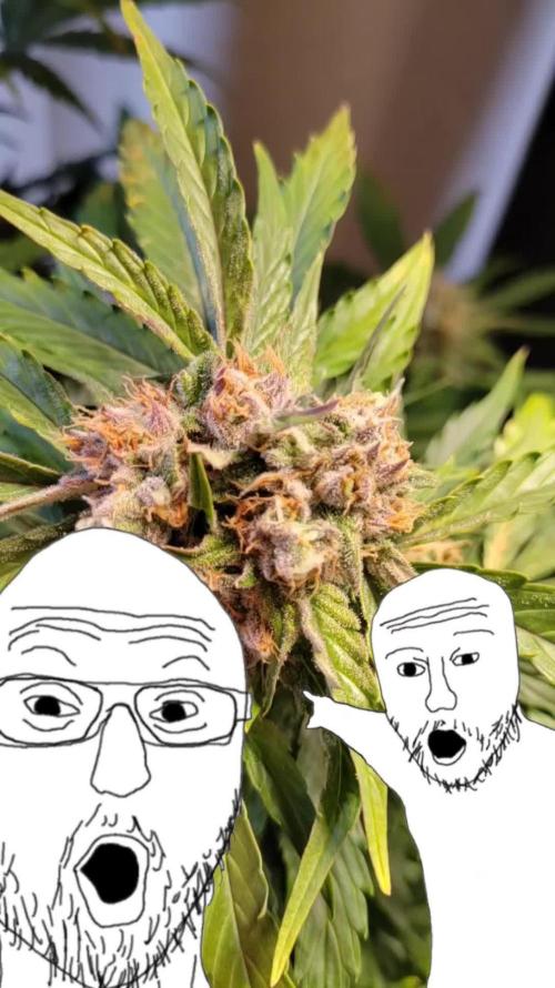 Forbidden Fruit Auto Pax Genetix