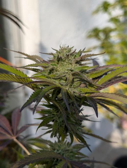 Pappy OG by Holy Hemp. Week 9