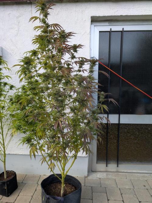 Pappy OG by Holy Hemp. Week 9