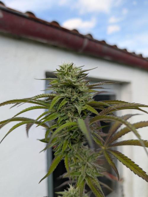 Pappy OG by Holy Hemp. Week 9