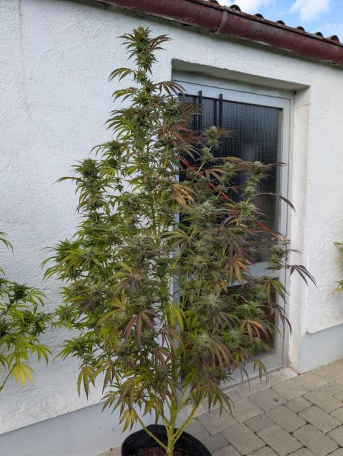 Pappy OG by Holy Hemp. Week 9
