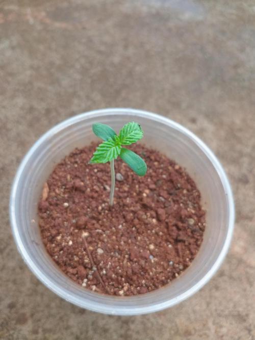 Papaya sherbert. Week 0 - She's a bit stretch but still beautiful 