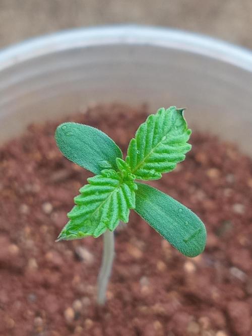 Papaya sherbert. Week 0
