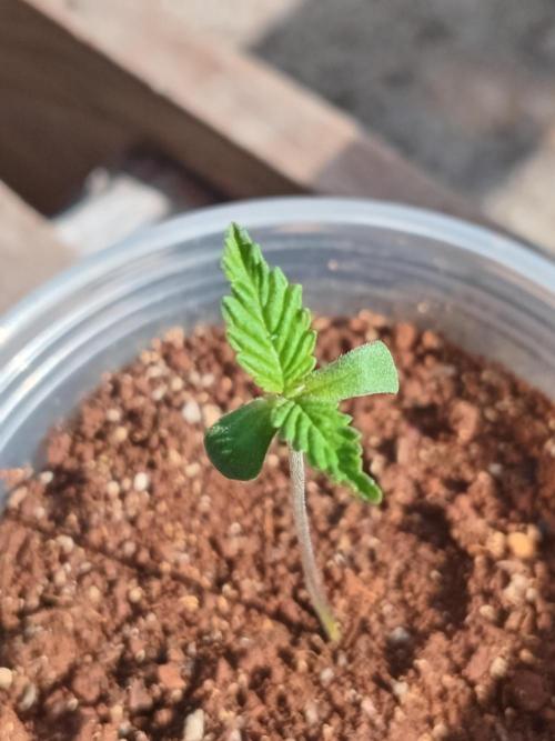 Purple lemonade FF. Week 0 - Slightly stretched but strong 
