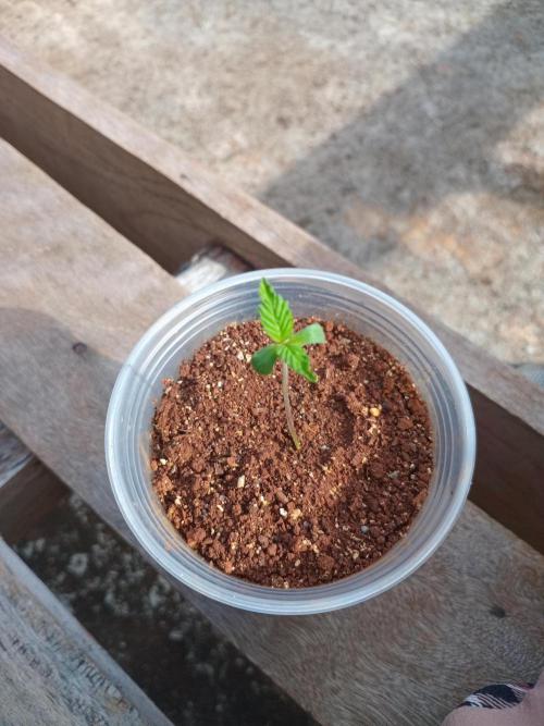 Purple lemonade FF. Week 0