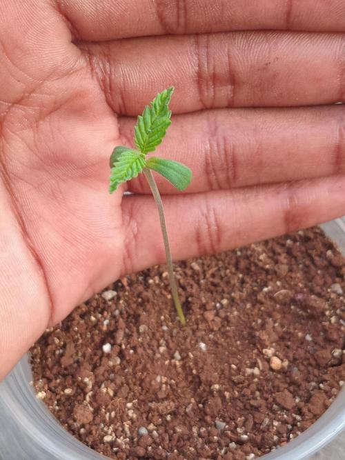 Purple lemonade FF. Week 0