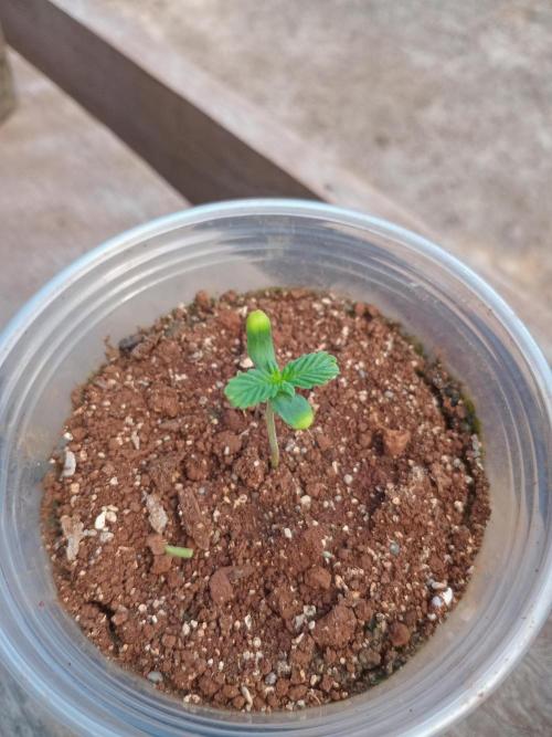 Lemonpaya. Week 0 - Yellow tips on the starter leaves? My mistake or is it normal?