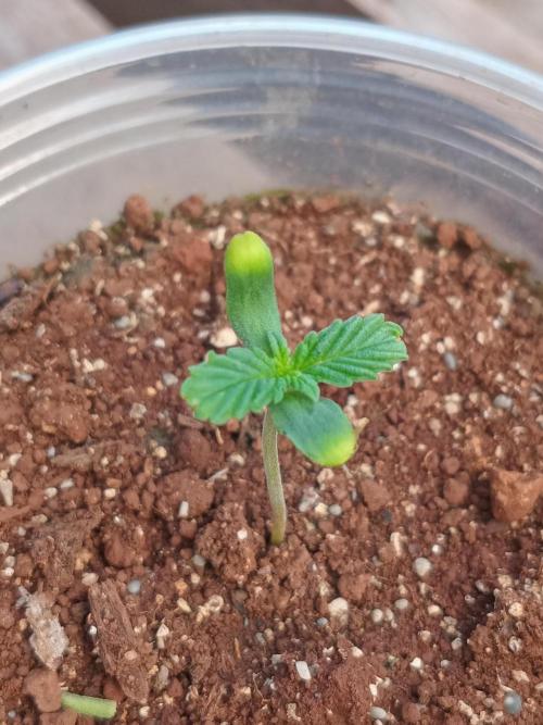 Lemonpaya. Week 0