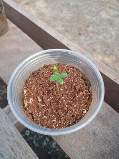 Lemonpaya. Week 0