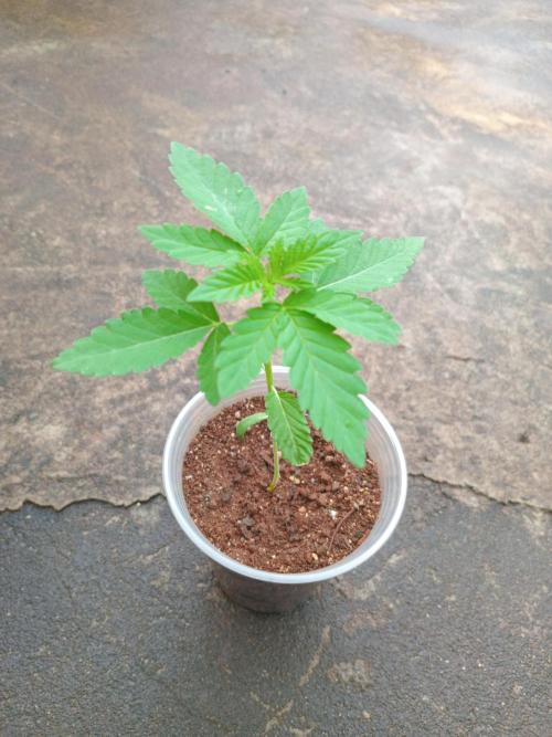 Papaya sherbert. Week 3 - I wasn't home to observe them so I dont have much to say