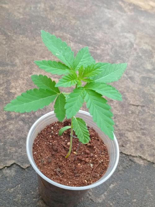 Papaya sherbert. Week 3
