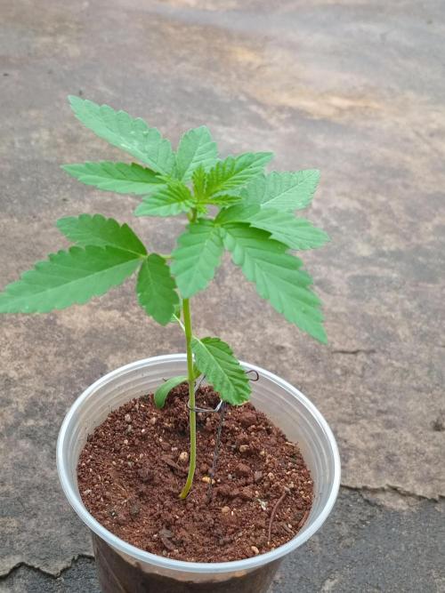 Papaya sherbert. Week 3