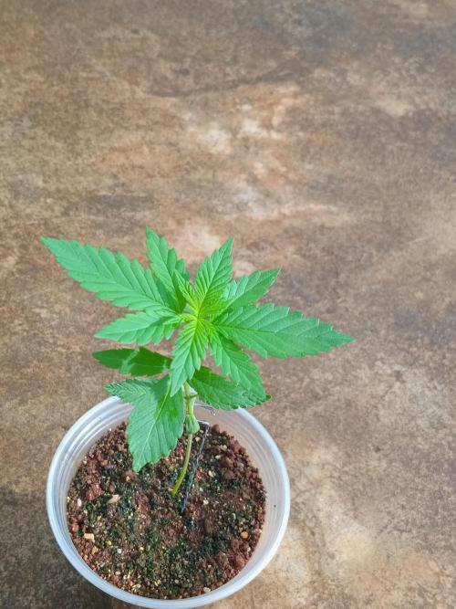 Purple lemonade FF. Week 3 - Looking great