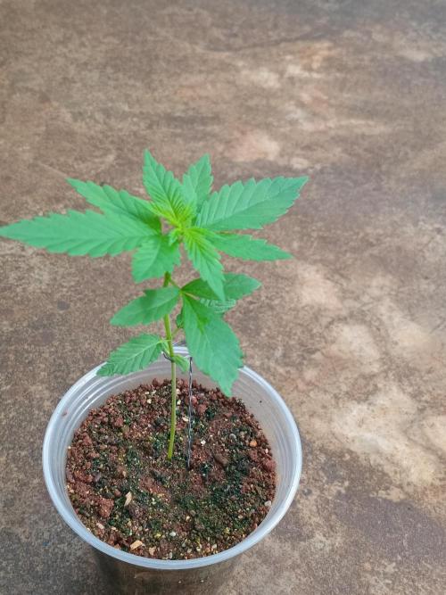 Purple lemonade FF. Week 3